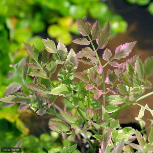 iR쑐jAP{mZiZAZAZ@t~Sji1|bgjixԁj