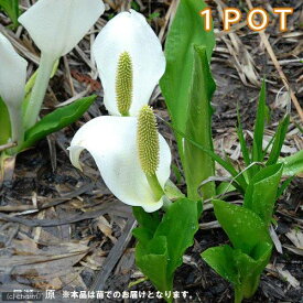 楽天市場 水芭蕉 花の通販