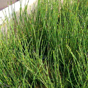 iR쑐jqgNTiPuji3|bgjixԁj