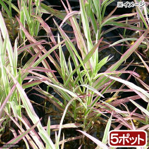 iR쑐j\acAVi\acji5|bgjixԁj