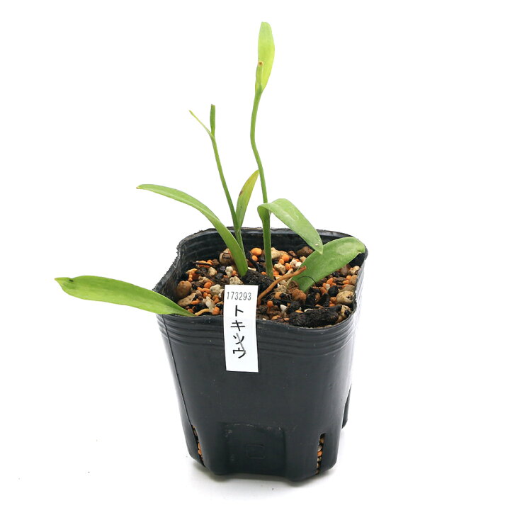 楽天市場 山野草 トキソウ 朱鷺草 鴇草 ３号 １ポット 休眠株 Charm 楽天市場店