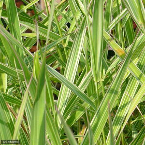 iR쑐jtCNTVi葐ji1|bgjixԁj