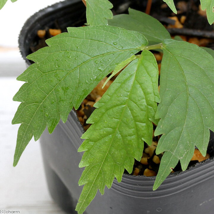 楽天市場 山野草 山菜 ウワバミソウ 赤ミズ 3号 1ポット 山菜 家庭菜園 休眠株 Charm 楽天市場店 楽天市場 山野草 山菜 ウワバミソウ 赤ミズ 3号 1ポット 山菜 家庭菜園 休眠株 Charm 楽天市場店