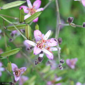 iR쑐jzggMXimCj@i킨܂@3i1|bgjixԁj