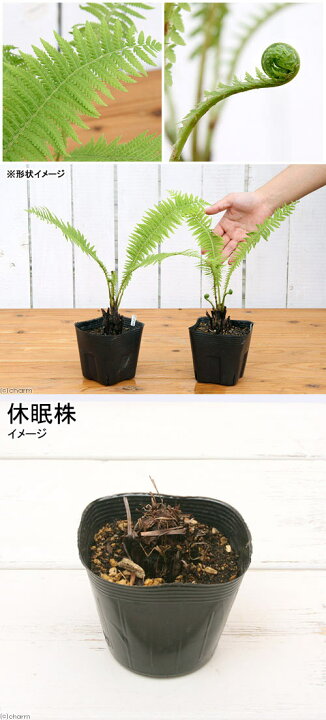 楽天市場】（山野草）シダ（羊歯）コゴミ（クサソテツ）3〜4号（1  