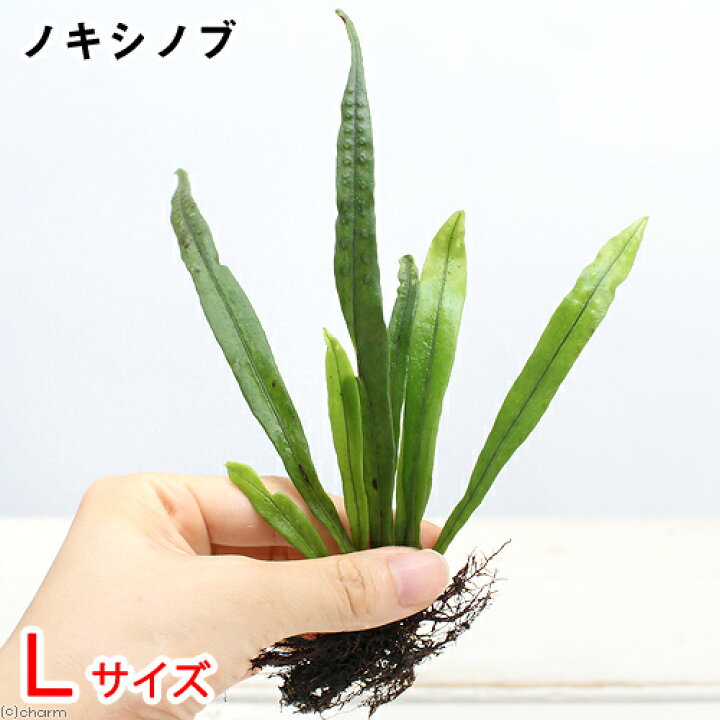 楽天市場 山野草 シダ 羊歯 ノキシノブ 軒忍 ｌサイズ １パック Charm 楽天市場店