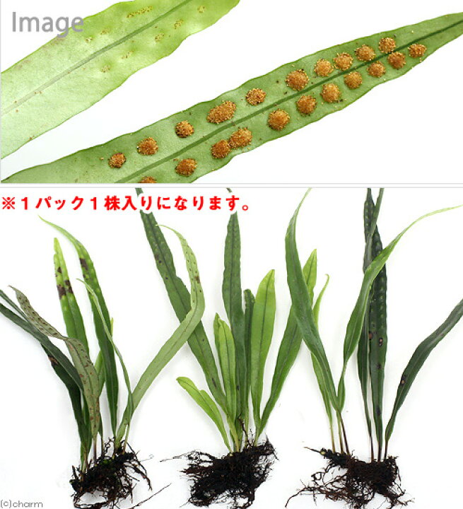楽天市場 山野草 シダ 羊歯 ノキシノブ 軒忍 ｌサイズ １パック Charm 楽天市場店