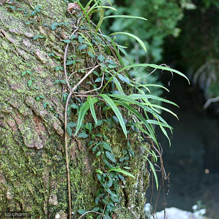 楽天市場 山野草 シダ 羊歯 ノキシノブ 軒忍 ｌサイズ １パック Charm 楽天市場店