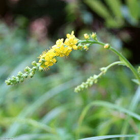 楽天市場 水引 鉢花 花 観葉植物 花 ガーデン Diyの通販 楽天市場 水引 鉢花 花 観葉植物 花 ガーデン Diyの通販