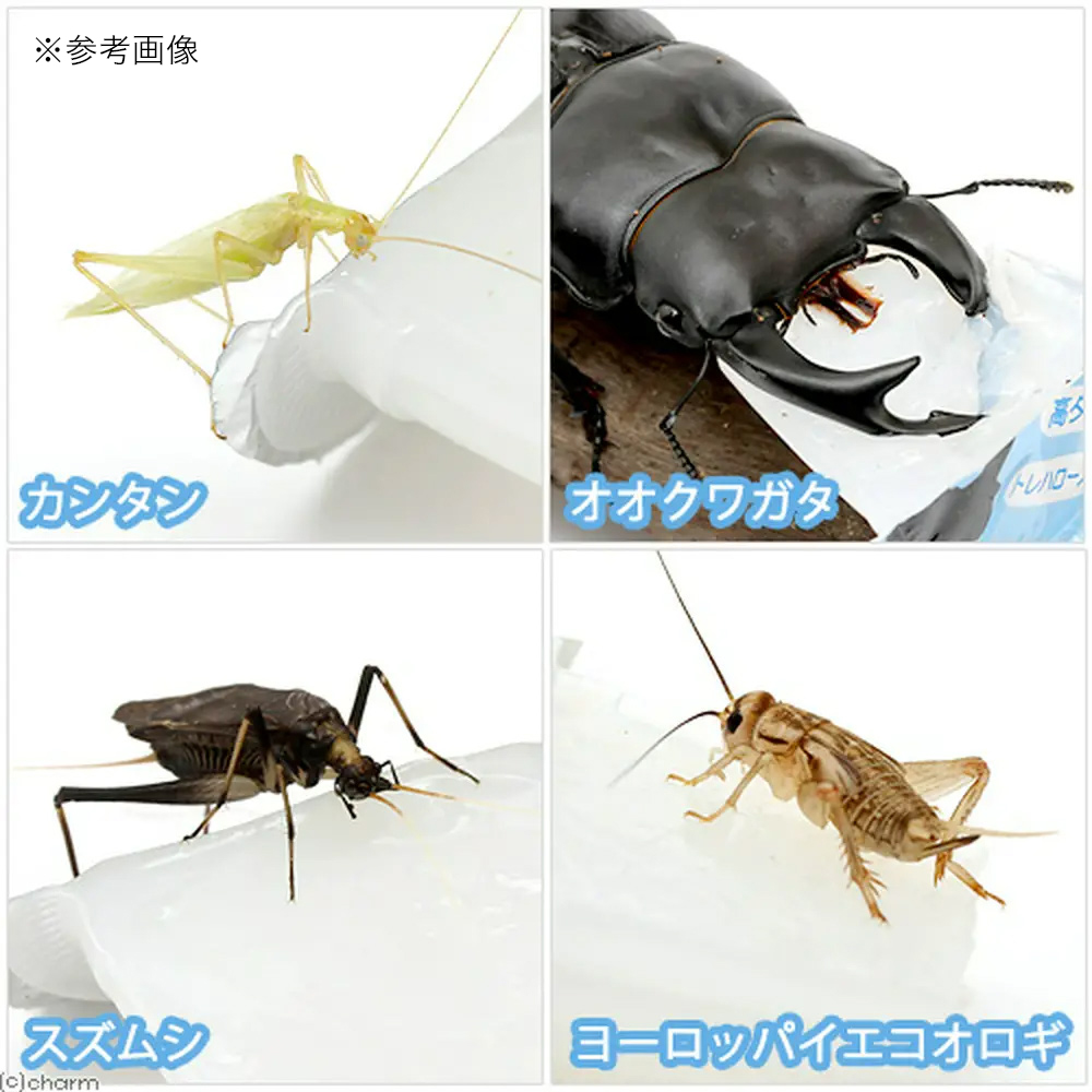 昆虫ゼリー お試しプロゼリー（１６ｇ ５個入り） カブトムシ・クワガタ・スズムシ用 関東当日便 エサ