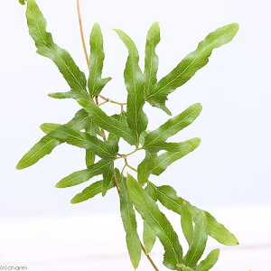 iR쑐jV_irjJjNTi嵑@cVmuj@3i1|bgjhixԁj