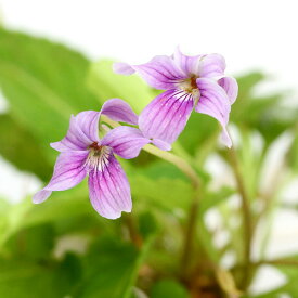 （山野草）スミレ（菫）リュウキュウコスミレ（琉球小菫）　花色おまかせ　2．5～3号（1ポット）【HLS_DU】