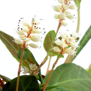 iR쑐jngmIitՂ̔j@3i1|bgjixԁj