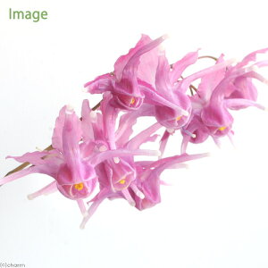 iR쑐jCJ\Ei@dji킨܂ELڂȂ@3i1|bgjixԁj