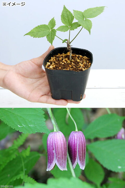 楽天市場 山野草 ハンショウヅル 半鐘蔓 ３号 １ポット 休眠株 Charm 楽天市場店