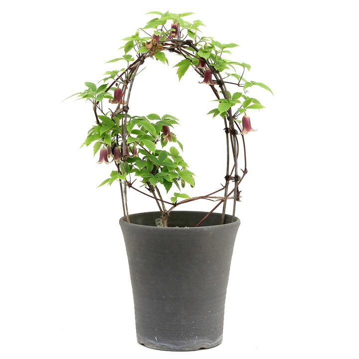 楽天市場 山野草 ハンショウヅル 半鐘蔓 ３号 １ポット 休眠株 Charm 楽天市場店