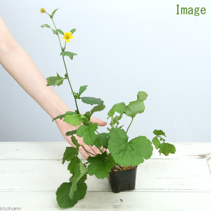 楽天市場 山野草 オオダイコンソウ 大大根草 ３号 １ポット 休眠株 Charm 楽天市場店