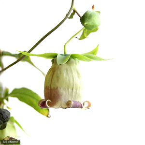 iR쑐jcjWilQj3i1|bgjixԁj