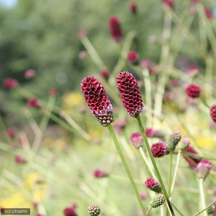 楽天市場 山野草 ワレモコウ 吾亦紅 吾木香 ３ ５号 １ポット 休眠株 Charm 楽天市場店