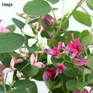 iR쑐j~́@nMij@i킨܂@3`4i1|bgjixԁj