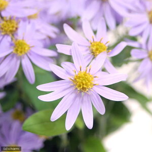 iR쑐jLNiej@mRMNi썮ej@3i1|bgjixԁj