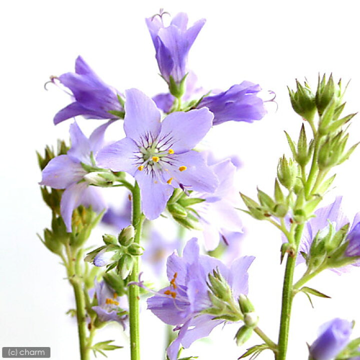 楽天市場 山野草 ミヤマハナシノブ 深山花忍 ２ ５号 １ポット 休眠株 Charm 楽天市場店