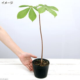 （山野草）盆栽　トチノキの苗（栃の木）　苗　4号（1ポット）【HLS_DU】