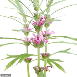 iR쑐jnWLivꑐj@3i1|bgjixԁj