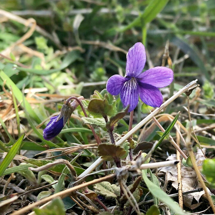 楽天市場 山野草 スミレ 菫 ヒメスミレ 姫菫 ２ ５ ３号 １ポット 休眠株 Charm 楽天市場店