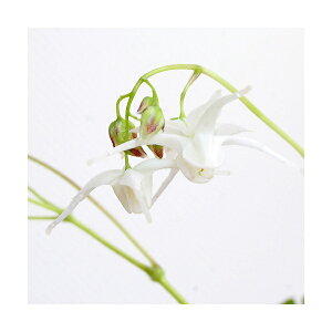 iR쑐jԃCJ\EiEdj@3i1|bgjixԁj