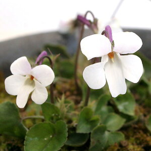 (山野草)スミレ(菫)オトメスミレ(乙女菫) 2.5〜3号(1ポット)(休眠状態)