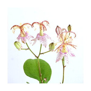 iR쑐jzggMXimCj@}zggMXiRmCj@3i1|bgjixԁj