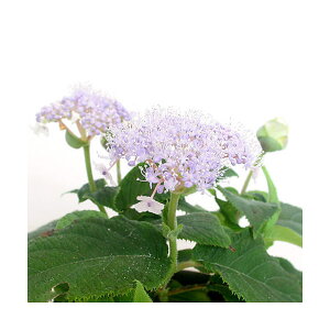 (山野草)盆栽 タマアジサイ(玉紫陽花) 3号(1ポット)(休眠状態)