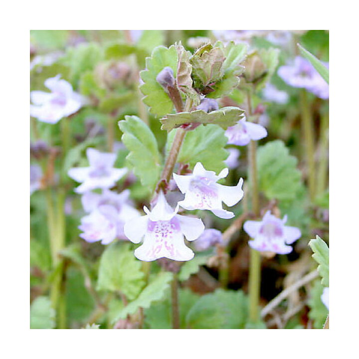 楽天市場 山野草 カキドオシ 垣通し グレコマ ３号 １ポット Charm 楽天市場店