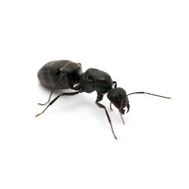 （昆虫）クロオオアリ　女王（1匹）　蟻　アリ