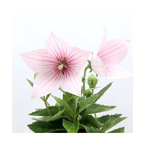 iR쑐jLLEij[j@ԋj[@3`3D5i1|bgjixԁj