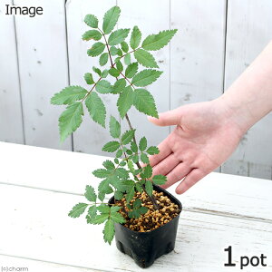 iR쑐j~́@iiJ}h̕ci}j3i1|bgjixԁj