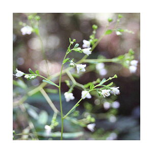 iR쑐j}cJ[\Eij3i1|bgjixԁj