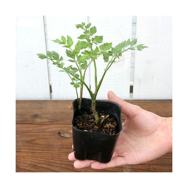 楽天市場 山野草 山菜 セリ 芹 ３号 １ポット Charm 楽天市場店