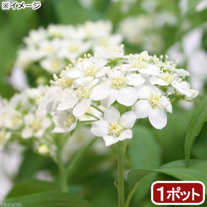 楽天市場 山野草 コデマリ 小手毬 ３号 １ポット 休眠株 Charm 楽天市場店