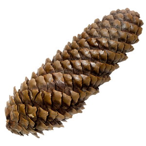 Y@ڂ@1@̂@pCR[@Y@Y@F@֓