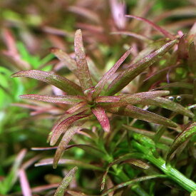 （水草）ゴイアスドワーフロタラレッド（水中葉）（無農薬）（3本）