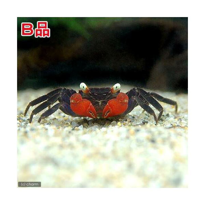 エビ カニ レッドデビル 九州 １匹 北海道 クラブ 沖縄航空便要保温