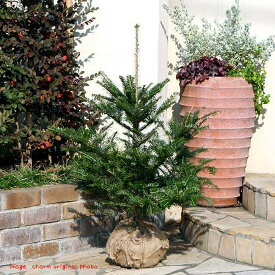 楽天市場 もみの木 鉢植えの通販