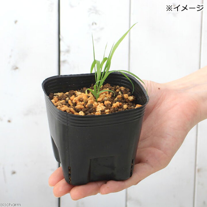 楽天市場】(山野草)コメガヤ(米萱)3号(1ポット)(休眠株) : charm 楽天市場店 楽天市場】(山野草)コメガヤ(米萱)3号(1ポット)(休眠株) : charm 楽天市場店