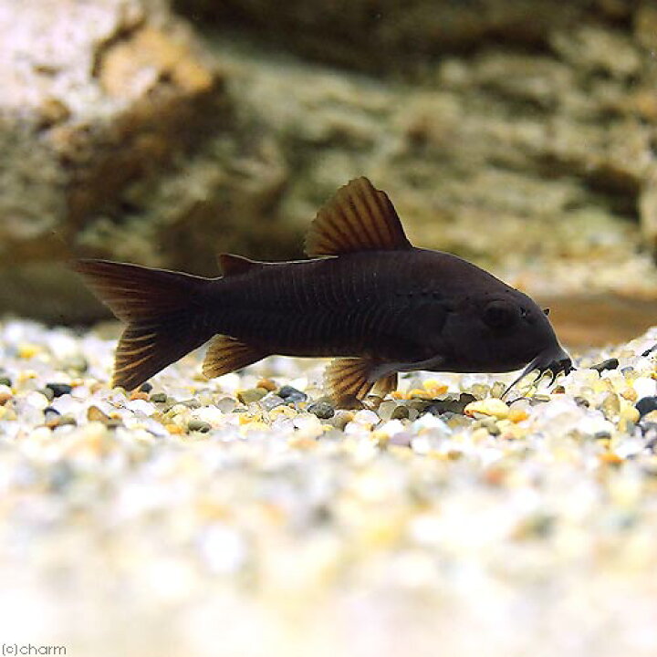 楽天市場】（熱帯魚）コリドラス・ベネズエラブラック（ヨーロッパ 