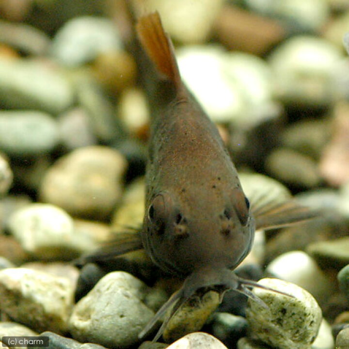 楽天市場】（熱帯魚）コリドラス・ベネズエラブラック（ヨーロッパ 