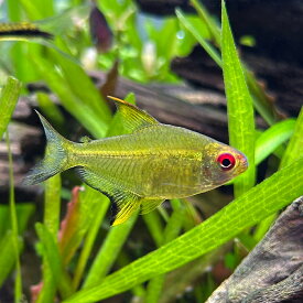 （熱帯魚）レモン・テトラ（6匹）　北海道航空便要保温