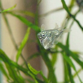 楽天市場 上層 魚 熱帯魚 アクアリウム ペット ペットグッズ の通販
