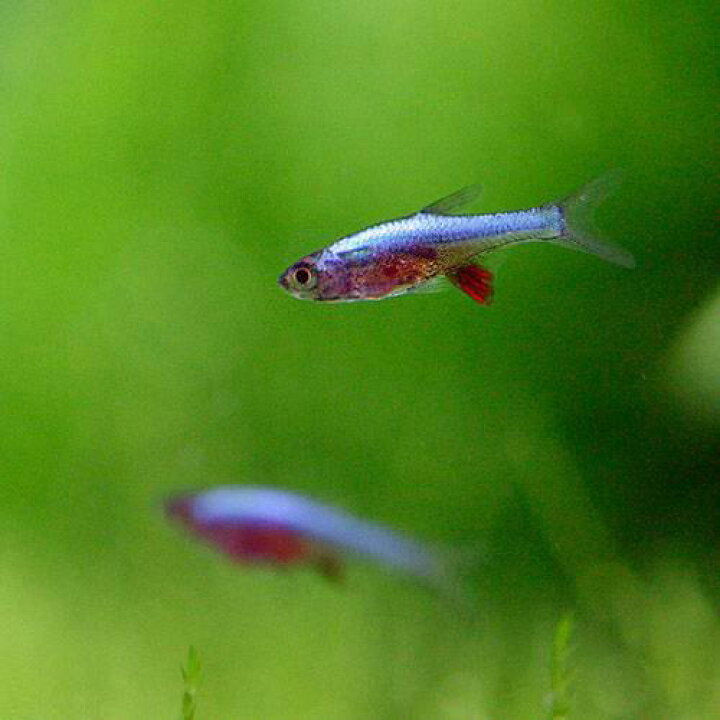 楽天市場 熱帯魚 ラスボラ アクセルロディ ブルー ４匹 北海道 九州 沖縄航空便要保温 Charm 楽天市場店